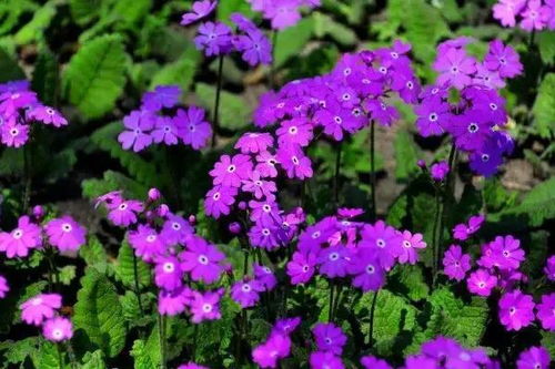  樱花草的花语，樱花草的花语，爱情、希望、纯洁、热烈、淡薄和优雅。--第1张