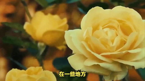  ，男人送女孩11朵黄玫瑰的含义--第1张