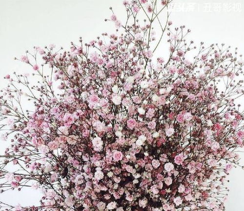  满天星花代表什么意思--第1张