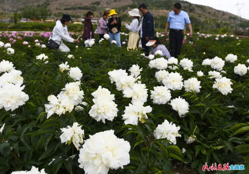  鲜花图片大全壁纸——绽放美丽，点缀生活--第1张