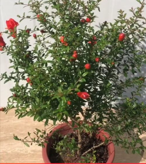  一年12个月开的十二种花--第1张
