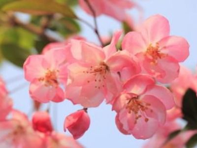  海棠花语，海棠花寓意着苦恋、离愁、游子思乡的感情，代表着依依不舍和思念故乡的情感。--第1张