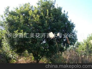  绿化苗木图片大全--第1张