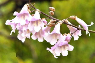  碧桃花花语，美丽、永恒的爱情与纯洁的友谊，碧桃花的花语，美丽永恒的爱情与纯洁的友谊--第1张