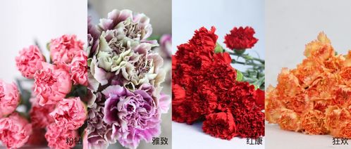  送老师的康乃馨什么颜色好