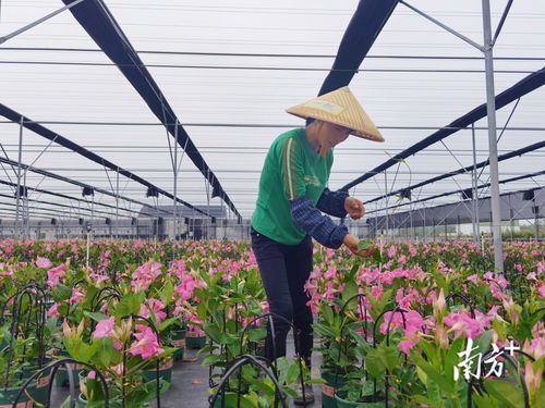  鲜花销售渠道有哪些--第1张