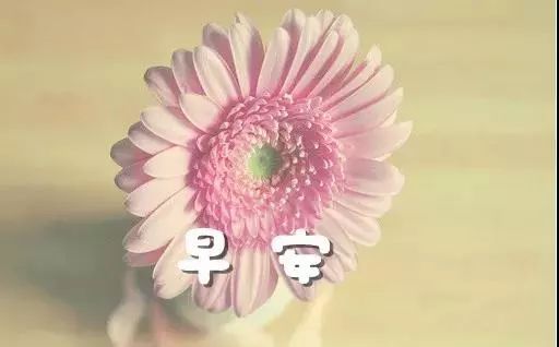 适合发朋友圈的花束图--第1张