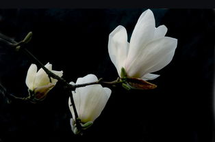  玉兰花叶子图片，美丽与智慧的结合，玉兰花叶子图片，美丽与智慧的结合之视觉盛宴--第1张