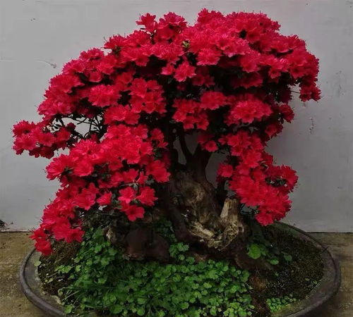  杜鹃花的寓意和象征风水，杜鹃花的寓意和象征风水，吉祥、繁荣昌盛。--第1张