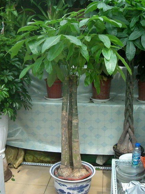  家里养什么植物风水好--第1张