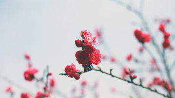  梅花三弄，梅花三弄，冬日里的坚韧与美丽--第1张