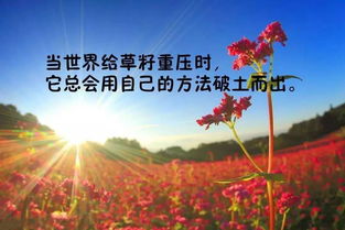  木棉花的励志句子--第1张