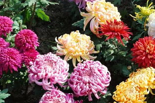  菊花什么时候开花，菊花开花时间介绍--第1张