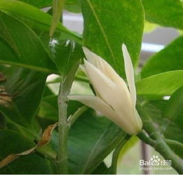  白兰花的养殖方法，白兰花的养殖，养护技巧与注意事项--第1张