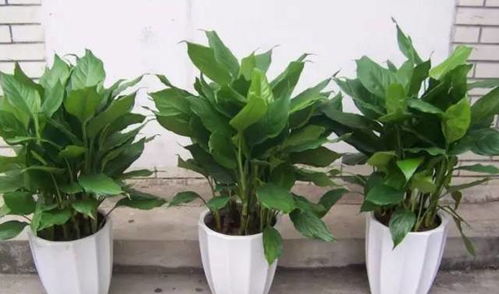  家中养什么植物聚财旺财--第1张
