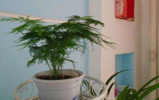  购买花卉绿植的网站，一站式购物的理想选择--第1张