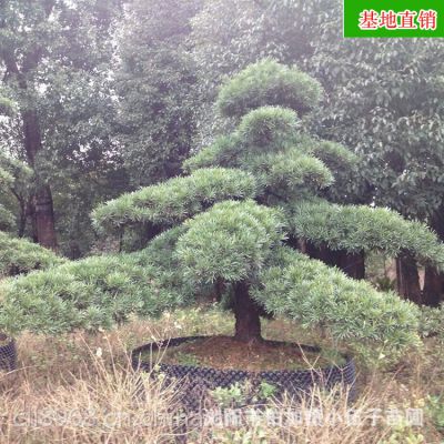  罗汉松造型树图片大全，罗汉松造型树图片大全，不同造型的罗汉松树展示--第1张