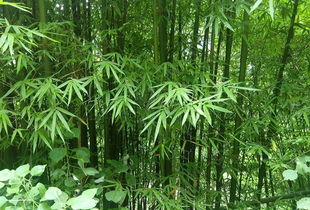  水杉树，美丽与坚韧的象征--第1张