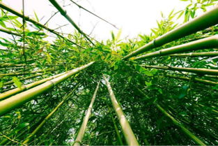  竹子的特点和精神，竹子的坚韧精神，独特的特点与品质--第1张