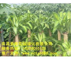  园林绿化苗木批发价格--第1张