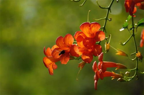 凌霄花的魅力，坚韧、美丽与永恒的象征，凌霄花的魅力，坚韧、美丽与永恒的象征--第1张