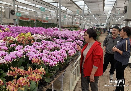  重庆鲜花批发市场在哪里，重庆鲜花批发市场，重庆鲜花市场在哪里？--第1张