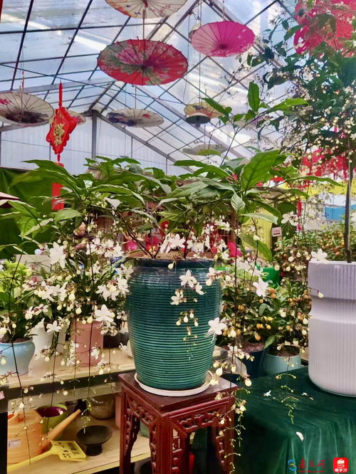  广州岭南鲜花今天报价--第1张