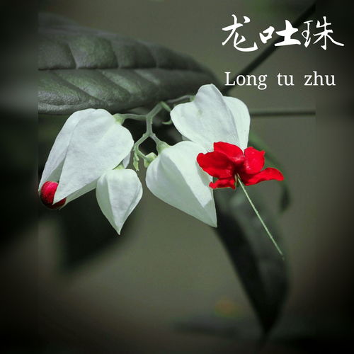  白色夹竹桃花语——纯洁与守护的象征，白色夹竹桃花语，纯洁与守护的象征--第1张