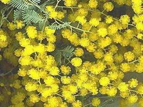  巴基斯坦国花，巴基斯坦郁金香花，国花之选--第1张