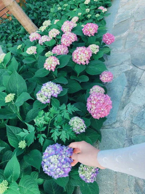  绣球花花语是什么意思