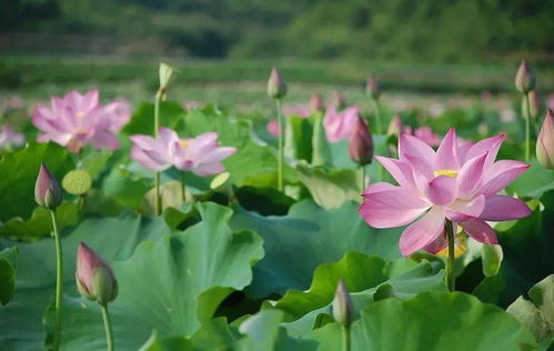 荷花的图片大全，荷花的美丽图片，赏心悦目的荷花大全--第1张