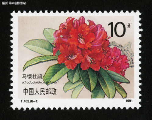  揭秘，十大名花是哪些？，十大名花之谜，揭秘牡丹、兰花、梅花、菊花、杜鹃花、茶花、水仙花、荷花、桂花、芍药花的魅力与传说--第1张