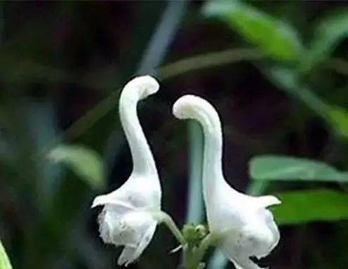  100种花的简笔画--第1张