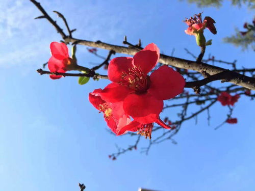  希望与未来之花——绽放的花语，希望与未来之花，绽放的花语（续）--第1张