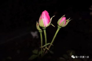  ，十大最贵的玫瑰花图片--第1张