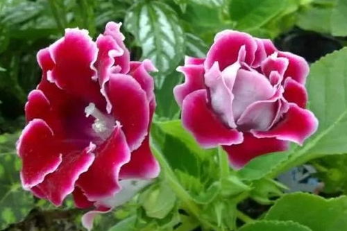  四季海棠花一年开几次花，四季海棠花一年开几次花，四季开花。--第1张