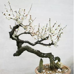  中国花卉盆景，传统艺术与现代创新的完美结合，中国花卉盆景，传统与创新的融合之美--第1张