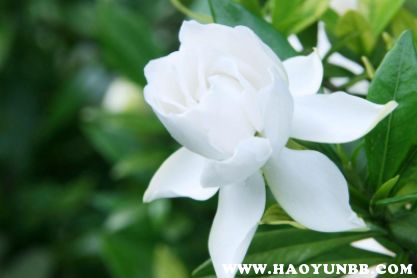  老人说养栀子花不吉利，真的吗？，养栀子花真的不吉利吗？老人说法揭秘--第1张