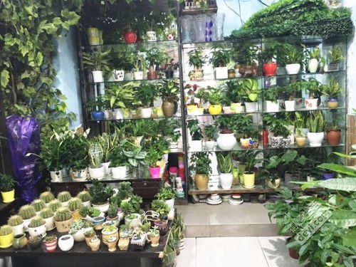  潍坊花店鲜花从哪批发？揭秘鲜花批发市场背后的秘密，潍坊花店鲜花从哪批发？市场背后的秘密--第1张