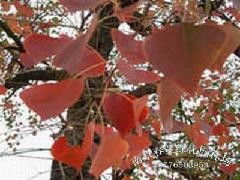  乌桕树价格，乌桕树的价格是多少--第1张