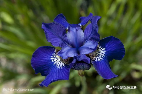  鸢尾花花语及寓意，鸢尾花的美好寓意和花语，生命、信仰、爱与忠诚--第1张