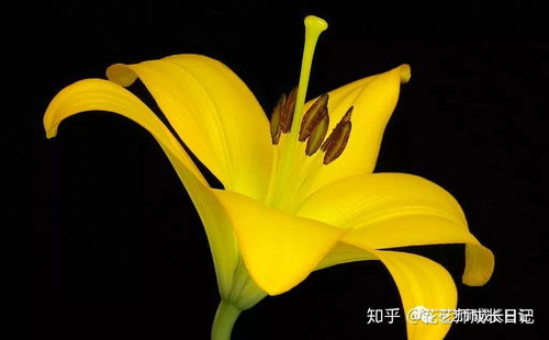 百合花花语大全带图片--第1张