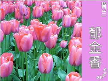  各国国花一览表--第1张