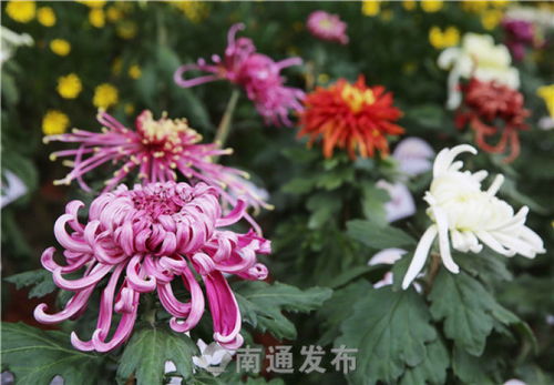  北京市花——美丽的菊花傲立群芳--第1张
