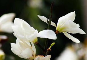  白玉兰花的寓意与象征——纯洁、高雅与希望的象征--第1张