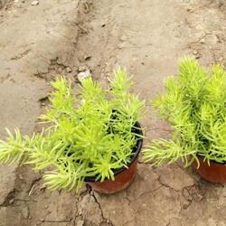  佛甲草价格一平方，种植与养护的全面解析--第1张