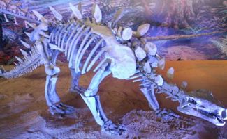 活化石，古生物活化石、地球历史的见证者--第1张