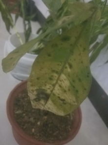 救活发财树的简单方法--第1张