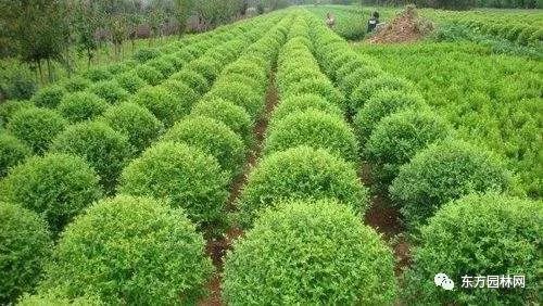  绿化苗木苗圃基地，绿色家园的坚实基石，绿色家园的坚实基石——绿化苗木苗圃基地--第1张