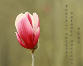  红玉兰花花语，红玉兰的花语，高洁、真挚、富贵和吉祥。--第1张
